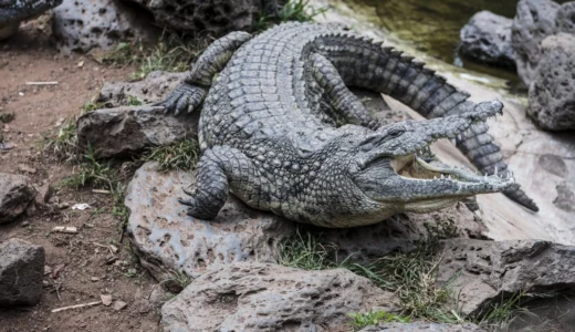 #008 歳入面での欺瞞 NETの利払い費とワニの口